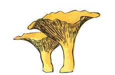 Local Food Movements