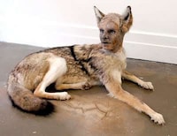 Haunting Humanimal Sculptures Image 6