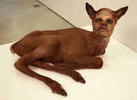 Haunting Humanimal Sculptures Image 7