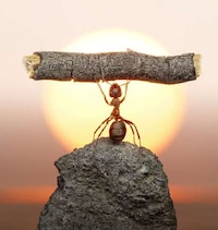 Action-Packed Ant Photography Image 2