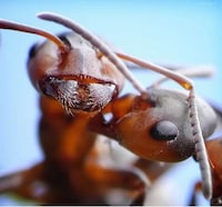 Action-Packed Ant Photography Image 3