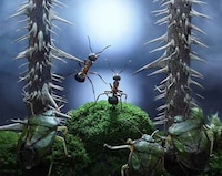 Action-Packed Ant Photography Image 4