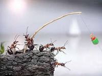 Action-Packed Ant Photography Image 5