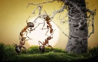 Action-Packed Ant Photography Image 6