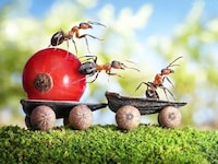 Action-Packed Ant Photography Image 7