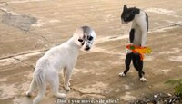 French-Subtitled Feline Films Image 2