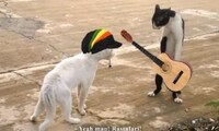 French-Subtitled Feline Films Image 3