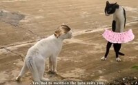French-Subtitled Feline Films Image 5