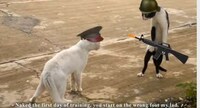French-Subtitled Feline Films Image 6