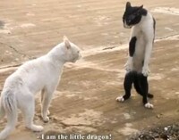 French-Subtitled Feline Films Image 7