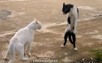 French-Subtitled Feline Films Image 8
