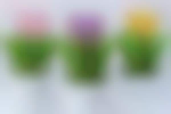 Potted Floral Confections