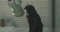 Feline-Friendly Coats Image 5