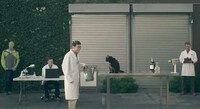 Feline-Friendly Coats Image 6