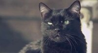 Feline-Friendly Coats Image 7