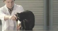 Feline-Friendly Coats Image 8
