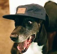 Pet Portrait Lookbooks Image 2