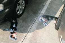 Roadkill Canine Ads