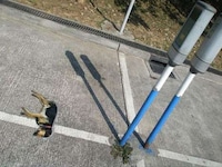 Roadkill Canine Ads Image 2