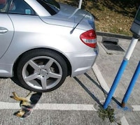 Roadkill Canine Ads Image 3