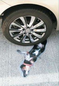 Roadkill Canine Ads Image 6
