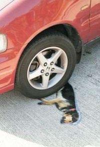Roadkill Canine Ads Image 8