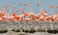 Bird Clique Photography