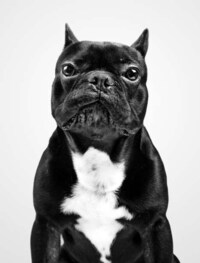 Classic Canine Renderings Image 2