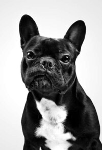 Classic Canine Renderings Image 3