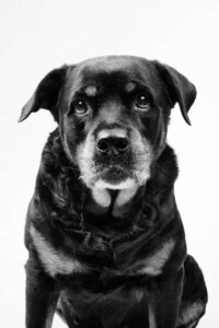 Classic Canine Renderings Image 4