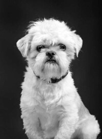 Classic Canine Renderings Image 5