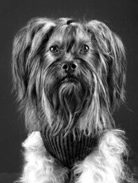 Classic Canine Renderings Image 6