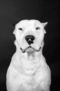 Classic Canine Renderings Image 7