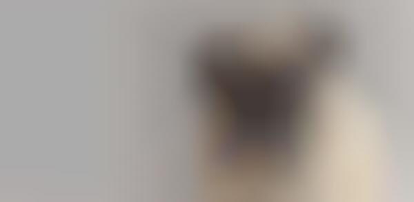 Faux Canine Eyewear Lines