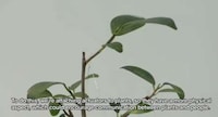 Emotion-Expressing Greenery Image 4