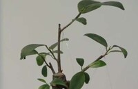 Emotion-Expressing Greenery Image 6