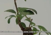 Emotion-Expressing Greenery Image 7