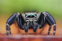 High-Res Insect Captures  Image 2