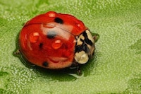 High-Res Insect Captures  Image 3