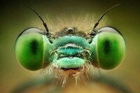 High-Res Insect Captures  Image 4