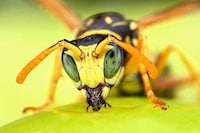 High-Res Insect Captures  Image 6