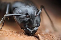 High-Res Insect Captures  Image 7