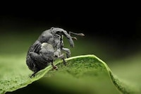 High-Res Insect Captures  Image 8