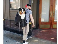 Dog-Holding Backpacks Image 3