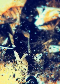 Shattered Glass Photography Image 4