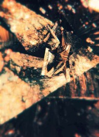 Shattered Glass Photography Image 5