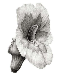 Hidden Human Drawings Image 3