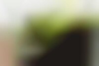 Moss Microcosms Image 1