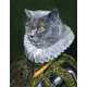 Feline Royalty Renderings Image 7