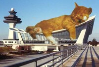 Kitty Architecture Blogs